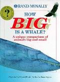 How Big Is A Whale