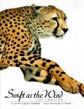 Swift As The Wind The Cheetah