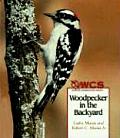 Woodpecker in the Backyard
