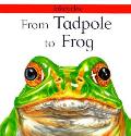 From Tadpole To Frog Lifecycles