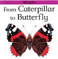 From Caterpillar To Butterfly Lifecycles