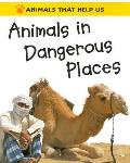 Animals In Dangerous Places Animals That