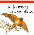 Journey Of A Swallow Lifecycles