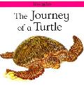 Journey Of A Turtle Lifecycles