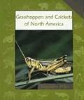 Grasshoppers & Crickets of North America