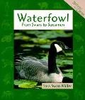 Waterfowl From Swans To Screamers
