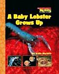 Baby Lobster Grows Up