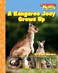 Kangaroo Joey Grows Up