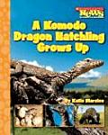 Komodo Dragon Hatchling Grows Up