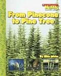 From Pinecone To Pine Tree