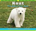 Knut The Baby Polar Bear