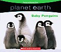 Planet Earth Baby Penguins