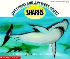 Questions & Answers About Sharks