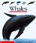 Whales First Discovery Book