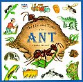 Life & Times Of The Ant