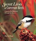 Secret Lives of Common Birds Enjoying Bird Behavior Through the Seasons