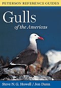 Gulls Of The Americas