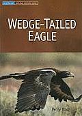 Wedge-Tailed Eagle (Australian Natural History)