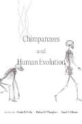 Chimpanzees & Human Evolution