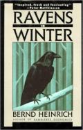 Ravens In Winter