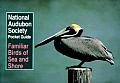 Audubon Pocket Guide Familiar Birds Of Sea & Shore