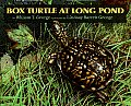 Box Turtle At Long Pond