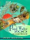Pond Water Zoo An Introduction To Micr