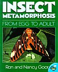 Insect Metamorphosis From Egg To Adult