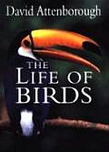 Life Of Birds