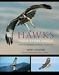 Hawks from Every Angle How to Identify Raptors in Flight