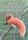 Birds of Paradise & Bowerbirds An Identification Guide