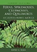 Ferns Spikemosses Clubmosses & Quillworts of Eastern North America