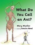 What Do You Call An Ant