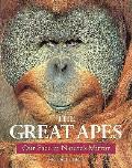 Great Apes Our Face In Natures Mirror