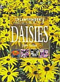 Plantfinders Guide To Daisies