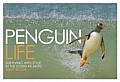 Penguin Life Surviving with Style in the South Atlantic