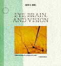Eye Brain & Vision