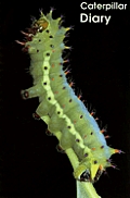 Caterpillar Diary Is (Literacy 2000 Informazing!)