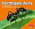 Hormigas Ants
