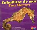Caballitos De Mar Sea Horses