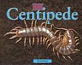 Centidpede (Bugs)