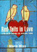 Red Tails In Love A Wildlife Drama In Ce