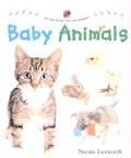 Baby Animals
