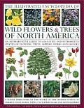 Illustrated Encyclopedia of Wild Flowers & Trees of North America