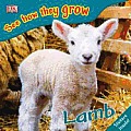 See How They Grow Lamb with Stickers