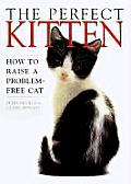 Perfect Kitten How To Raise A Problem