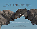 Elephants Life An Intimate Portrait from Africa