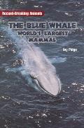 Blue Whale Largest Mammal