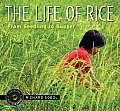 Life of Rice