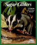 Sugar Gliders Everything About Purchasin